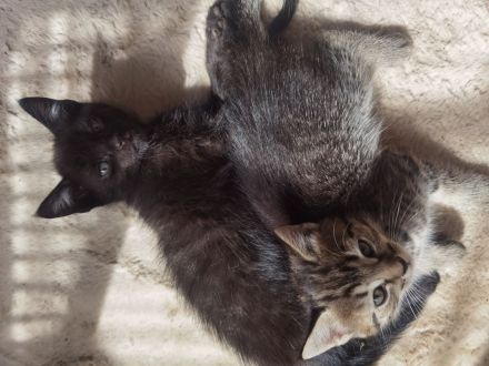 Süßes schwarzes Kitten in liebevolle Hände abzugeben