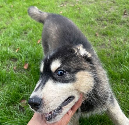 Siberian Husky Welpen
