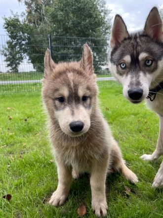 Siberian Husky Welpen