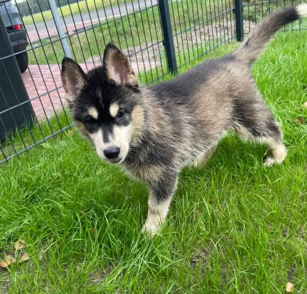 Siberian Husky Welpen