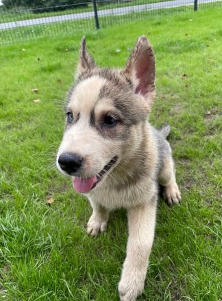 Siberian Husky Welpen