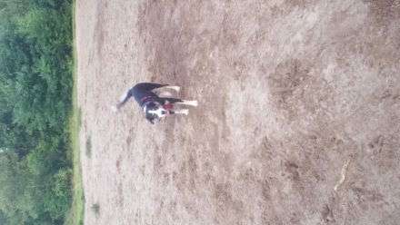 Schweizer Sennen Aussie Border Mix