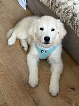 Golden Retriever Welpe