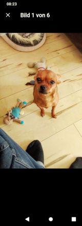 Prager Rattler 1 Jahr alt