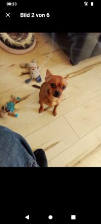 Prager Rattler 1 Jahr alt