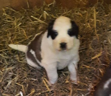 Bernhardiner Langhaarwelpen