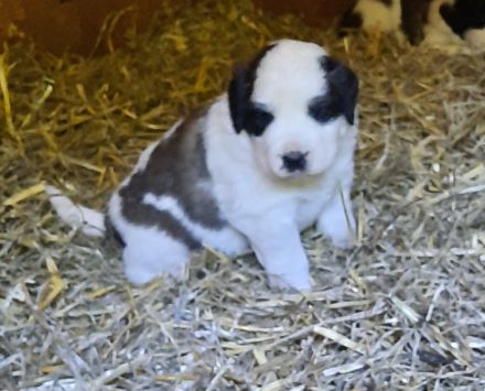Bernhardiner Langhaarwelpen