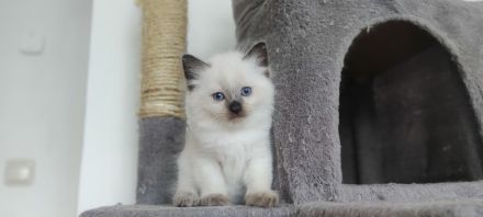 2 süß junge Ragdoll suchen neu Familie