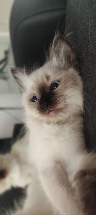 2 süß junge Ragdoll suchen neu Familie