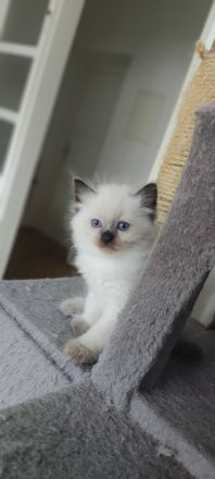 2 süß junge Ragdoll suchen neu Familie