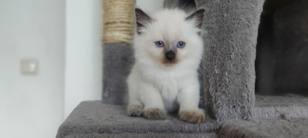 2 süß junge Ragdoll suchen neu Familie