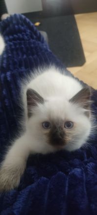 2 süß junge Ragdoll suchen neu Familie