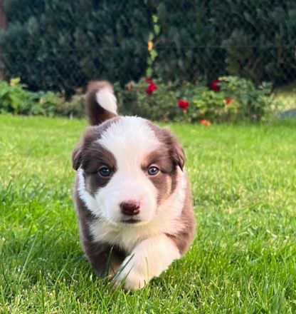 Border Collie Welpen