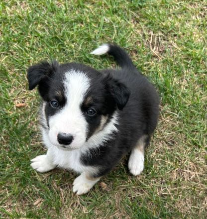 Border Collie Welpen