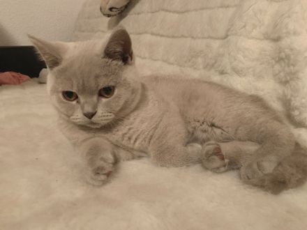 BKH Kitten Britisch Kurzhaar Kätzchen Blau Grau Blue Creme Beige Lilac Fawn