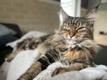 Main Coon Kitten 2Kater