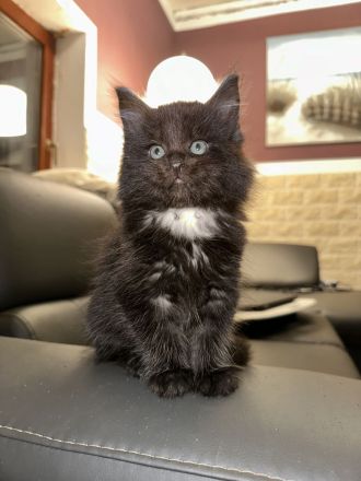 Main Coon Kitten 2Kater