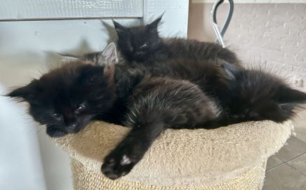 Main Coon Kitten 2Kater