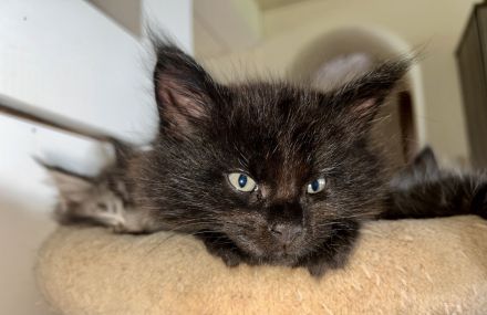 Main Coon Kitten 2Kater