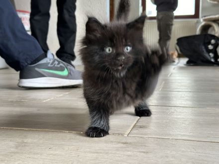 Main Coon Kitten 2Kater