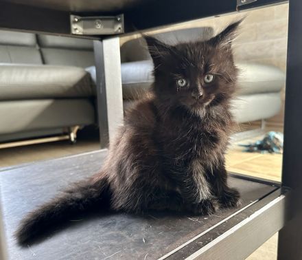 Main Coon Kitten 2Kater