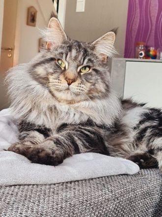 Main Coon Kitten 2Kater