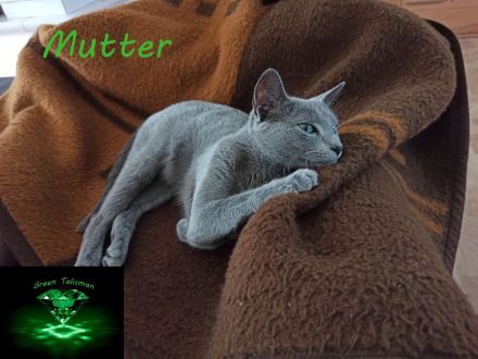 Kitten Russisch Blau, reinrassig und wunderschön, mit Stammbaum