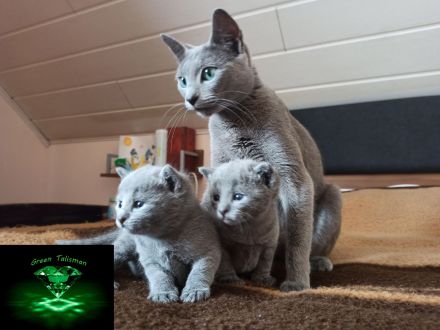 Kitten Russisch Blau, reinrassig und wunderschön, mit Stammbaum