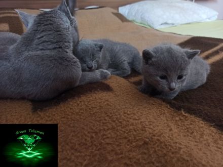 Kitten Russisch Blau, reinrassig und wunderschön, mit Stammbaum