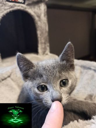 Kitten Russisch Blau, reinrassig und wunderschön, mit Stammbaum