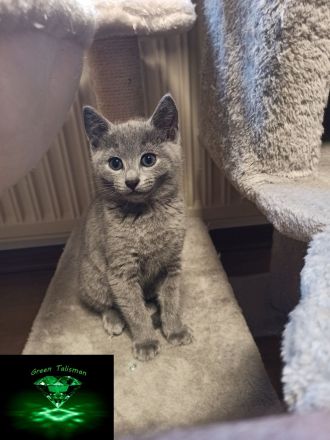 Kitten Russisch Blau, reinrassig und wunderschön, mit Stammbaum