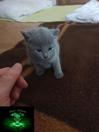 Kitten Russisch Blau, reinrassig und wunderschön, mit Stammbaum