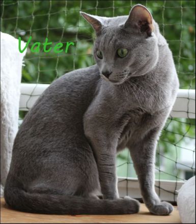 Kitten Russisch Blau, reinrassig und wunderschön, mit Stammbaum