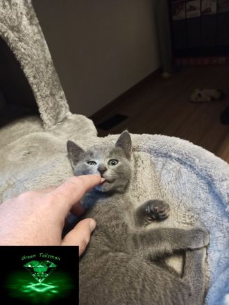 Kitten Russisch Blau, reinrassig und wunderschön, mit Stammbaum