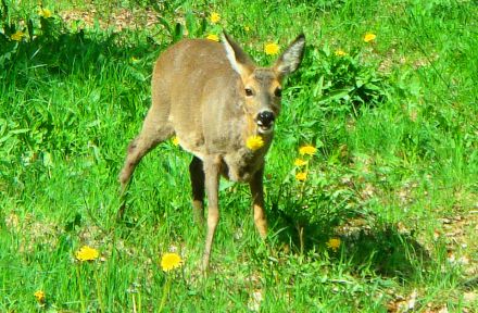 Tierkommunikation Kurs 21/22 Okt. Rastede/Niedersachsen