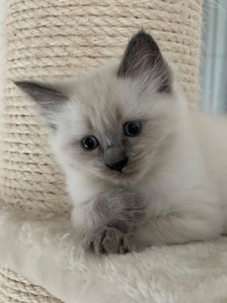 Ragdoll Kitten