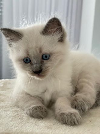 Ragdoll Kitten