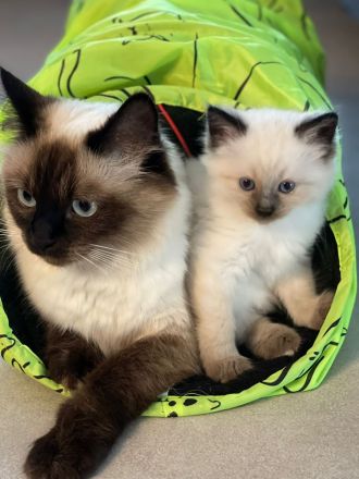 Ragdoll Kitten