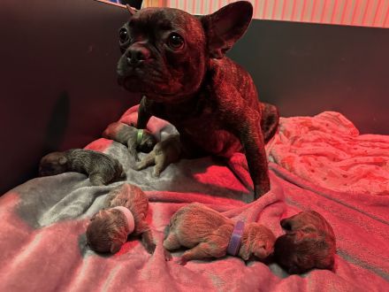 Französische Bulldoggen Welpen