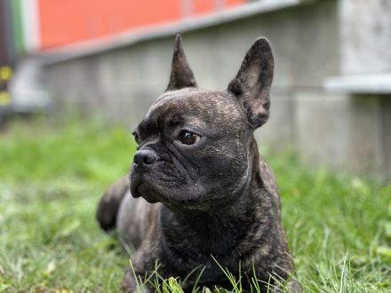 Französische Bulldoggen Welpen