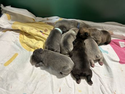 Französische Bulldoggen Welpen