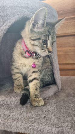 BKH Mix + Meine Coon Kitten Katze