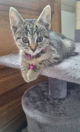 BKH Mix + Meine Coon Kitten Katze