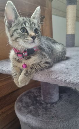 BKH Mix + Meine Coon Kitten Katze