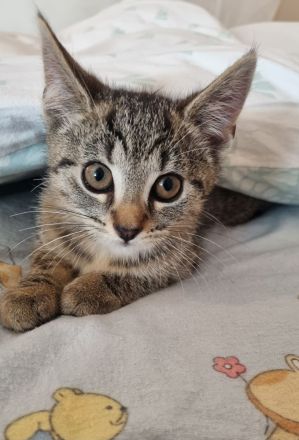 BKH Mix + Meine Coon Kitten Katze