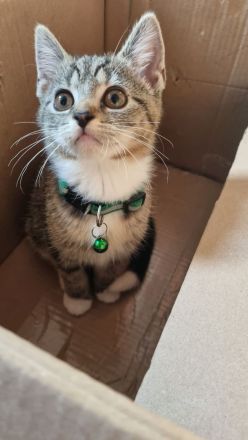 BKH Mix + Meine Coon Kitten Katze