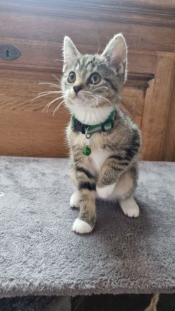 BKH Mix + Meine Coon Kitten Katze