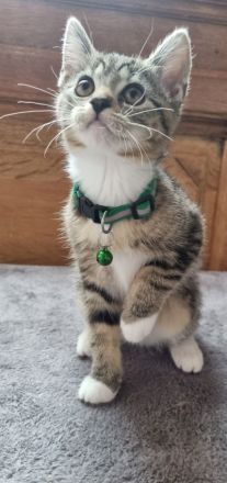 BKH Mix + Meine Coon Kitten Katze