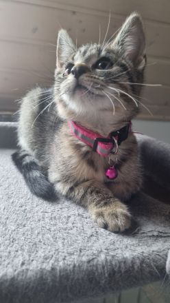 BKH Mix + Meine Coon Kitten Katze