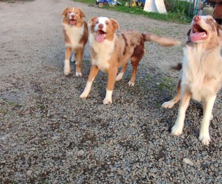 Australien shepherd Welpen